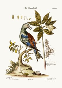 Le Rollier, 1749-73